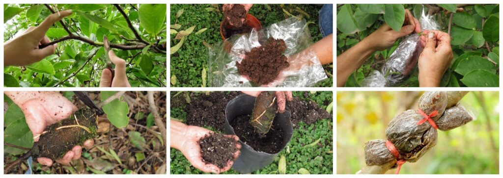 Cómo se pueden plantar árboles a partir de ramas