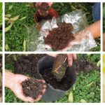 Cómo se pueden plantar árboles a partir de ramas