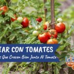 Cómo se pueden plantar tomates y papas juntos en el huerto