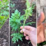 Cómo se pueden propagar esquejes de tomate en agua o suelo