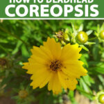 Cómo se realiza el Deadheading en las plantas de Coreopsis