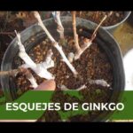 Cómo se realiza el enraizamiento de esquejes de ginkgo biloba