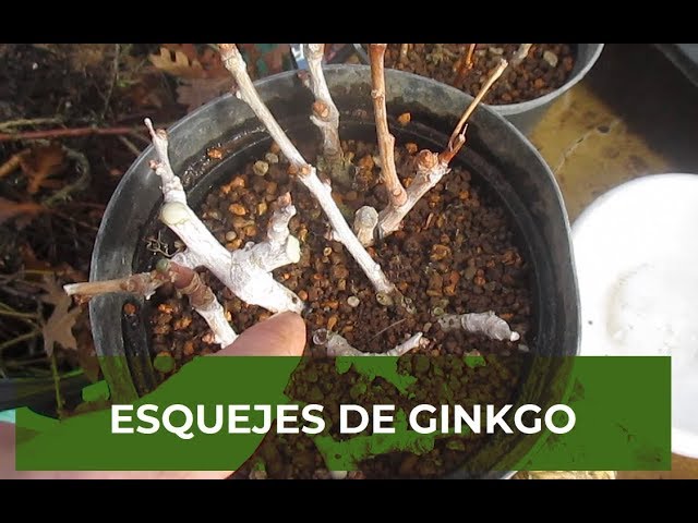 Cómo se realiza el enraizamiento de esquejes de ginkgo biloba