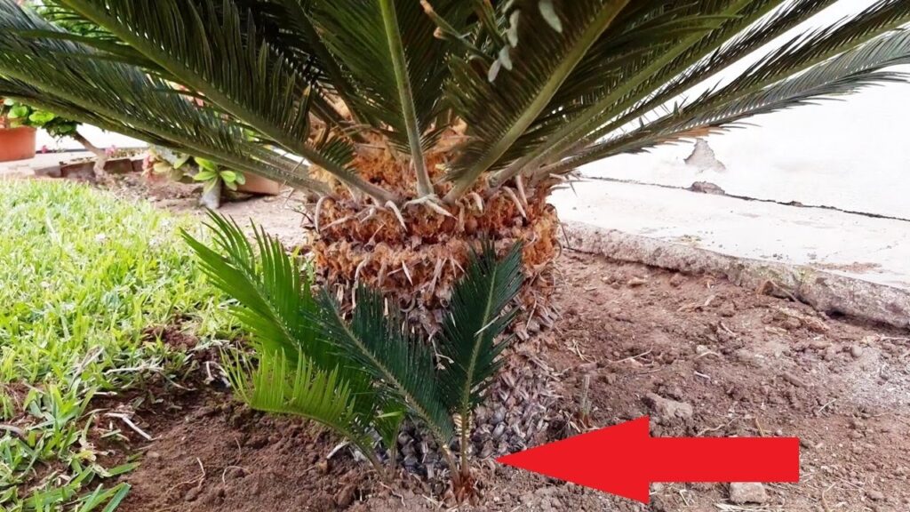 Cómo se realiza el trasplante de las palmeras cícadas