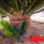 Cómo se realiza el trasplante de las palmeras cícadas