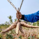 Cómo se realiza la cosecha de la planta de tapioca