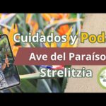 Cómo se realiza la poda correcta de un Ave del Paraíso