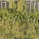 Cómo se realiza la poda correcta de una planta araña