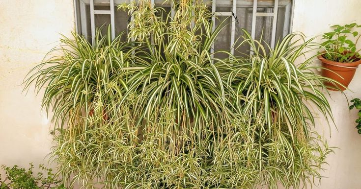 Cómo se realiza la poda correcta de una planta araña