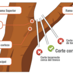 Cómo se realiza la poda de plantas de manera correcta