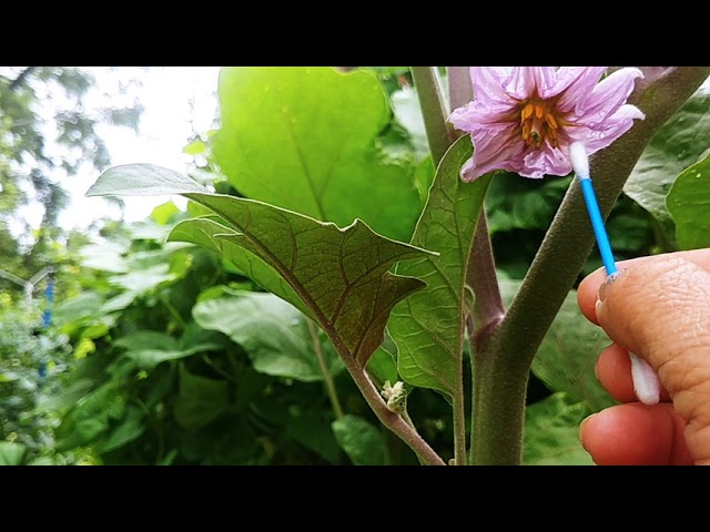 Cómo se realiza la polinización manual de las berenjenas
