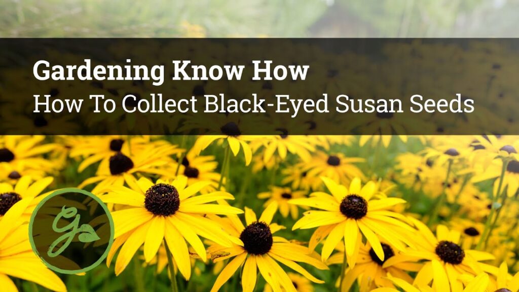 Cómo se recolectan las semillas de Black Eyed Susan