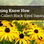 Cómo se recolectan las semillas de Black Eyed Susan