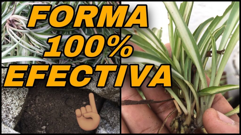 Cómo se reproducen las plantas araña con spiderettes