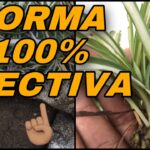 Cómo se reproducen las plantas araña con spiderettes