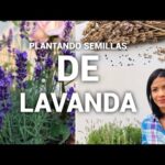 Cómo se siembra la lavanda a partir de semillas