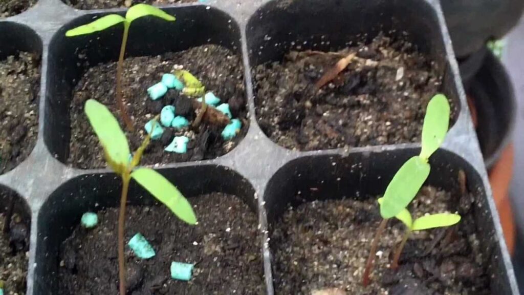 Cómo se siembran las semillas de arce japonés