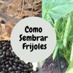 Cómo se siembran las semillas de frijol cranberry correctamente