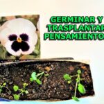 Cómo se siembran las semillas de pensamiento correctamente