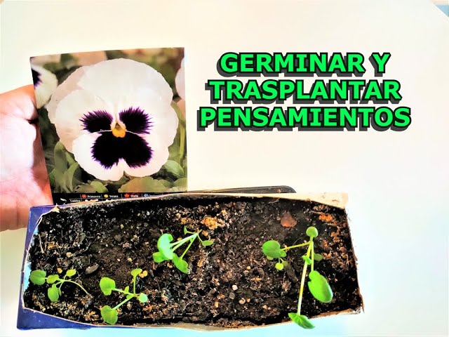 Cómo se siembran las semillas de pensamiento correctamente