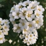 Cómo se trasplantan los arbustos de spirea con éxito