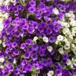 Cómo seleccionar petunias moradas para embellecer tu jardín