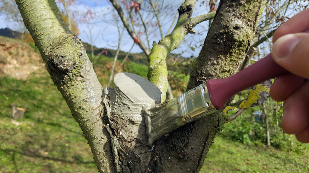 Cómo sellar una herida en un árbol luego de cortar una rama