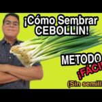 Cómo sembrar semillas de cebollín en tu hogar