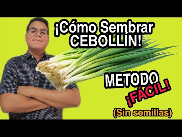 Cómo sembrar semillas de cebollín en tu hogar