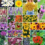 Cómo sembrar semillas de flores silvestres en Zona 7