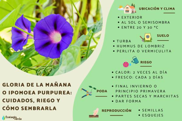 Cómo sembrar semillas de Gloria de la Mañana en tu jardín