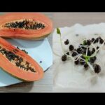 Cómo sembrar semillas de papaya en casa de forma sencilla
