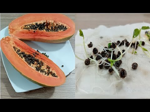 Cómo sembrar semillas de papaya en casa de forma sencilla