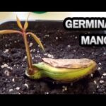 Cómo sembrar y cuidar mangostanes en tu jardín de forma óptima