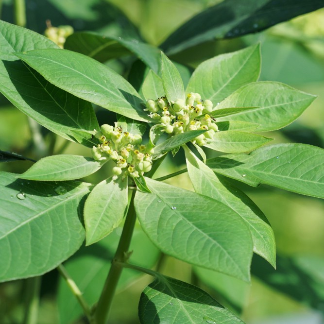 Cómo sembrar y cuidar plantas araña desde semillas