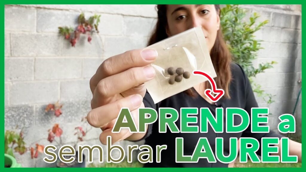 Cómo sembrar y cultivar semillas de laurel en casa
