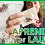 Cómo sembrar y cultivar semillas de laurel en casa