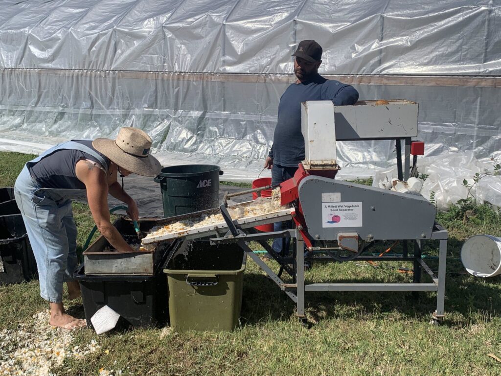 Cómo separar semillas de la paja de forma eficiente
