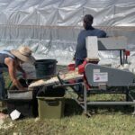 Cómo separar semillas de la paja de forma eficiente