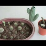 Cómo separar y cuidar cactus pups y offset de forma adecuada