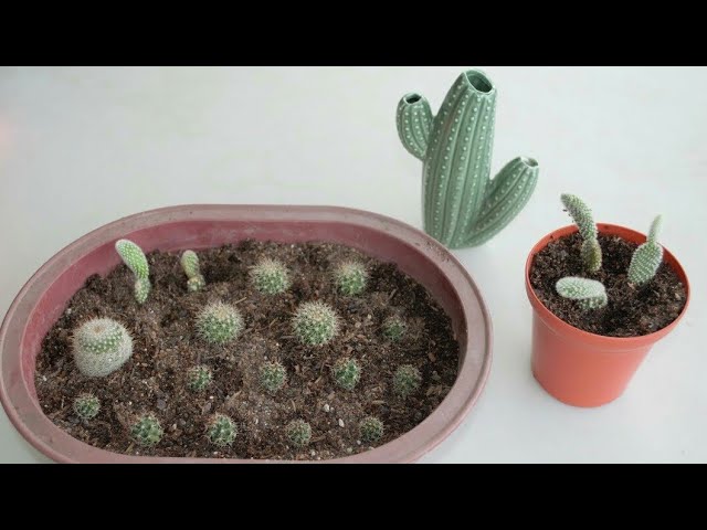 Cómo separar y cuidar cactus pups y offset de forma adecuada