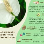 Cómo solucionar las flores verdes de la Lirio de la Paz