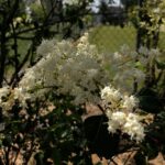 Cómo solucionar problemas en lilas japonesas