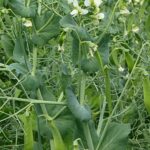 Cómo soportar plantas de guisantes de forma eficaz