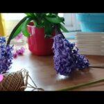 Cómo sostener los jacintos para que sus flores no se caigan