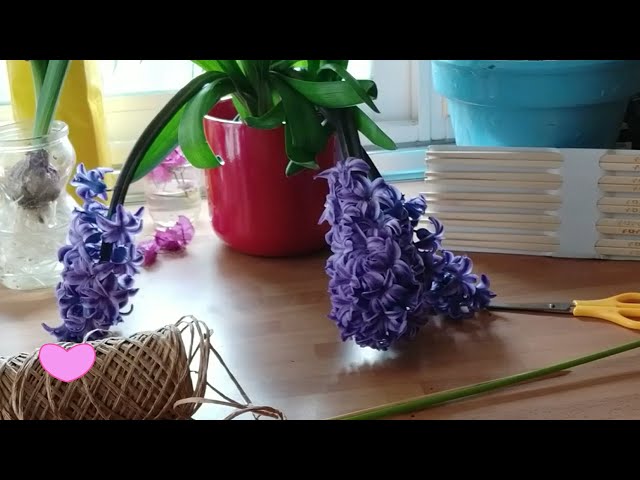 Cómo sostener los jacintos para que sus flores no se caigan