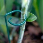 Cómo sujetar gladiolos en el jardín con estacas caseras