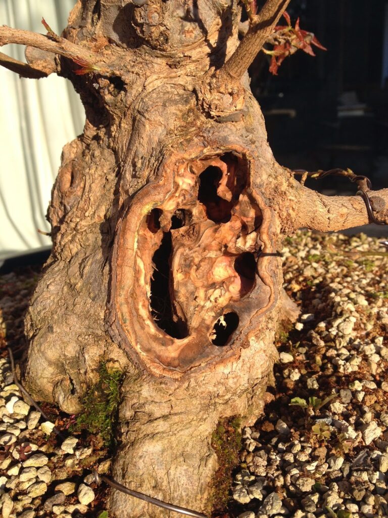 Cómo tapar agujeros en troncos de árboles de forma segura