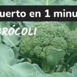 Cómo tener éxito cultivando brócoli raab en casa