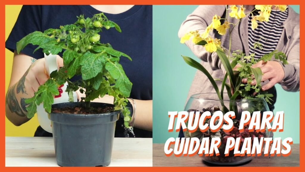 Cómo tener éxito cultivando y cuidando flores Tidy Tips